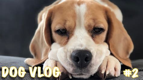 dog vlog